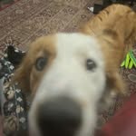 Ted Pritchard - @welsh_collie_ted - Instagram