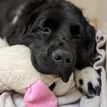 Ted Pritchard - @betty_white_the_newfie - Instagram