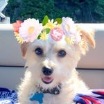 Teddy Grahams Purcell - @teddygrahamspurcell - Instagram