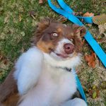 Theodore Flynn Purcell - @teddy.bear.aussie - Instagram
