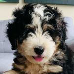 Theodore Rasmussen - @teddy_the.mini.bernedoodle - Instagram
