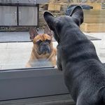 Reggie & Teddy - @reg_and_ted_excellentadventure - Instagram