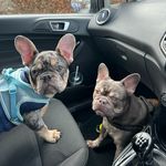 Reggie and Ted🐾🩶🖤 - @regandted_frenchies - Instagram