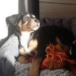 🤎Ted, Mowgli, Ryan - @ted.riccio - Instagram