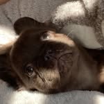 Ted Richards - @teddythelonghairedfrenchie - Instagram
