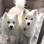 Max&Bear Richey(&Teddy2) - @maxandbearrichey_teddy2 - Instagram