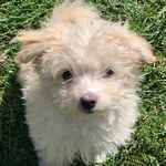 Teddy McPuppers Richey - @tedtalkstothepeople - Instagram