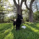 Teddy Bear - @teddy.bear.rickert - Instagram