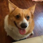 Theodore Roosevelt (Ted) - @ruff_rider_ted - Instagram