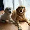 Ted & Reese 🐾 - @kt.warren - TikTok