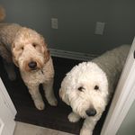 Teddy, Riggs, and Maverick - @barriedoodles - Instagram