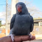 Ted, o Ringneck - @ted_o_ringneck - Instagram