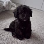 Ripley & Ralph - @teddy.bear.ripley - Instagram