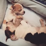 Teddy and Ripley - @teddyandripley - Instagram