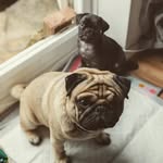 Teds&Ripley - @tedsripley69 - Instagram