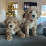 Teddy & Tucker Ritter - @doodle_bros_ct - Instagram