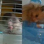 @oreo_and__tedroe - Instagram