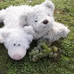 Ted/Ro - @teddy_und_rolf_auf_reisen - Instagram
