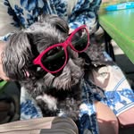 Ted, Rose and Ruby’s Big Swiss Adventure - @teddy_schmoo_rosie_cavoo - Instagram