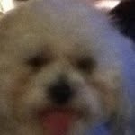 Teddy - @tedro_the_dog - Instagram