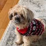 Teddy - @tedrothebest - Instagram