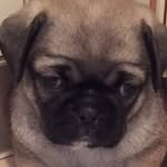 Tedro_the_pug - @tedro_the_pug - Instagram