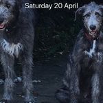 Teddy Rowley-Mussell - @tedthewolfie - Instagram