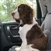 Teddy_Rudy - @doggy_07 - TikTok