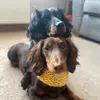 TEDANDRUE🐾 - @lifewitthteddyandrue - TikTok
