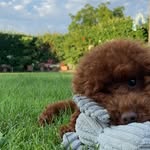 Ted Barboncino Toy Russo - @ted.poodletoy - Instagram