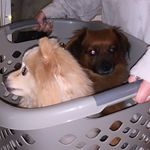 Ted and Ryder - @flaherty_dawgs - Instagram