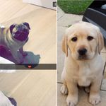 Ted And Ryder - @ted.and.ryder - Instagram