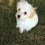 Teddy Bear Sadler - @teddy_sadler - Instagram