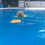 TeddyDog Sadler - @teddydogsadler - Instagram