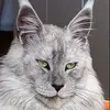 💫🐾Maine Coons World 🐾💫 - @tedkissa - TikTok