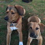 Ted & Boss The Salmon Brothers - @tedandboss - Instagram