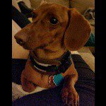 🐾Teddy & Sampson the Doxies🐾 - @teddy_the_doxie - Instagram