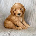 teddy 🐶 - @teddy.bearsampson - Instagram