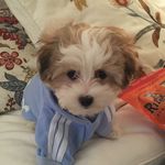 Teddy (Bear) Sampson - @teddybearsampson - Instagram