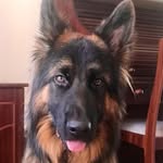 Samson & Ted 💙 Brisbane Australia - @samson.the.gsd_ted.the.lab - Instagram