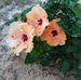 Ted Sapp - Facebook