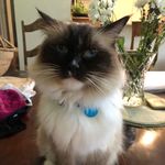 Teddy Seaman ~ RAGDOLL - @mrtedthecat - Instagram