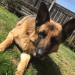 Ted - @tedgermanshepard2712 - Instagram
