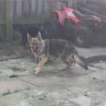 Wolf_the _german_shepard - @ted_the_german_shepard - Instagram