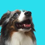Ted (mini australian shepherd) - @puppybuddy_ted - Instagram