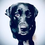 Ted Shepherd - @ted_da_doggy - Instagram
