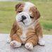 Teddy Shepherd - Facebook