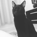 Ted Silva - @ted_miauu - Instagram
