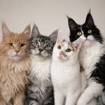 Snoes, Ted, Silver & Loki🇳🇱 - @ol_snoes.thecats - Instagram