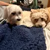 Sim & Ted - @sim.ted - TikTok